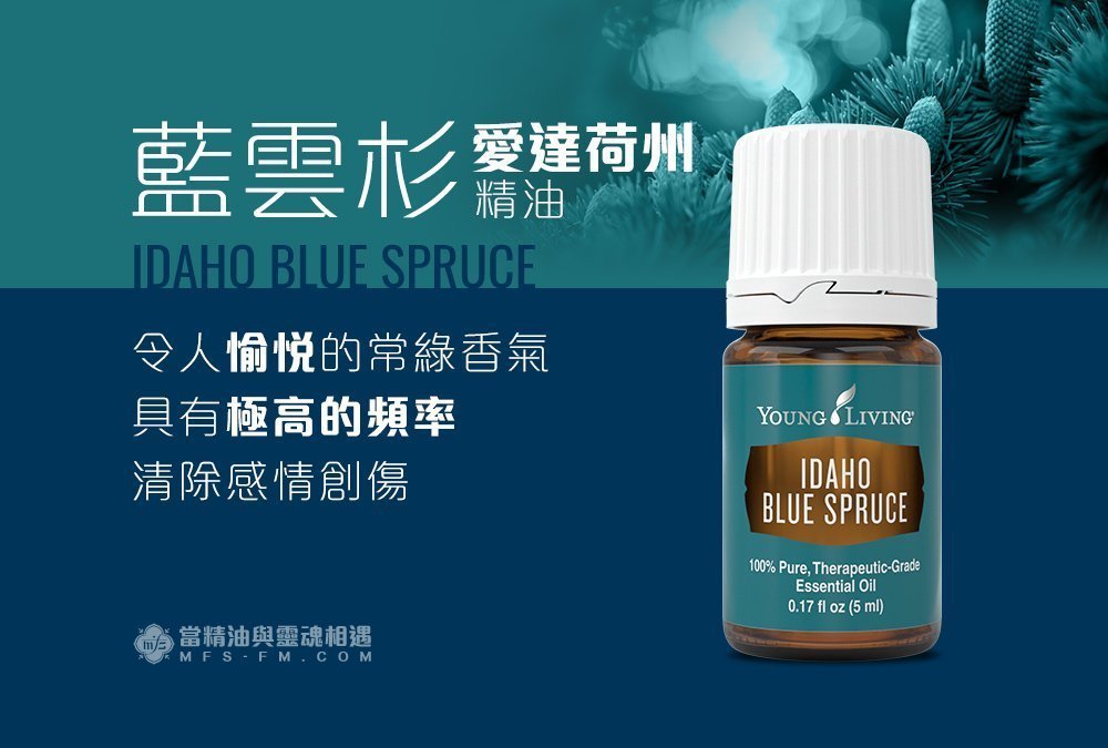 愛達荷州藍雲杉 Idaho blue spruce－令人愉悅的香氣