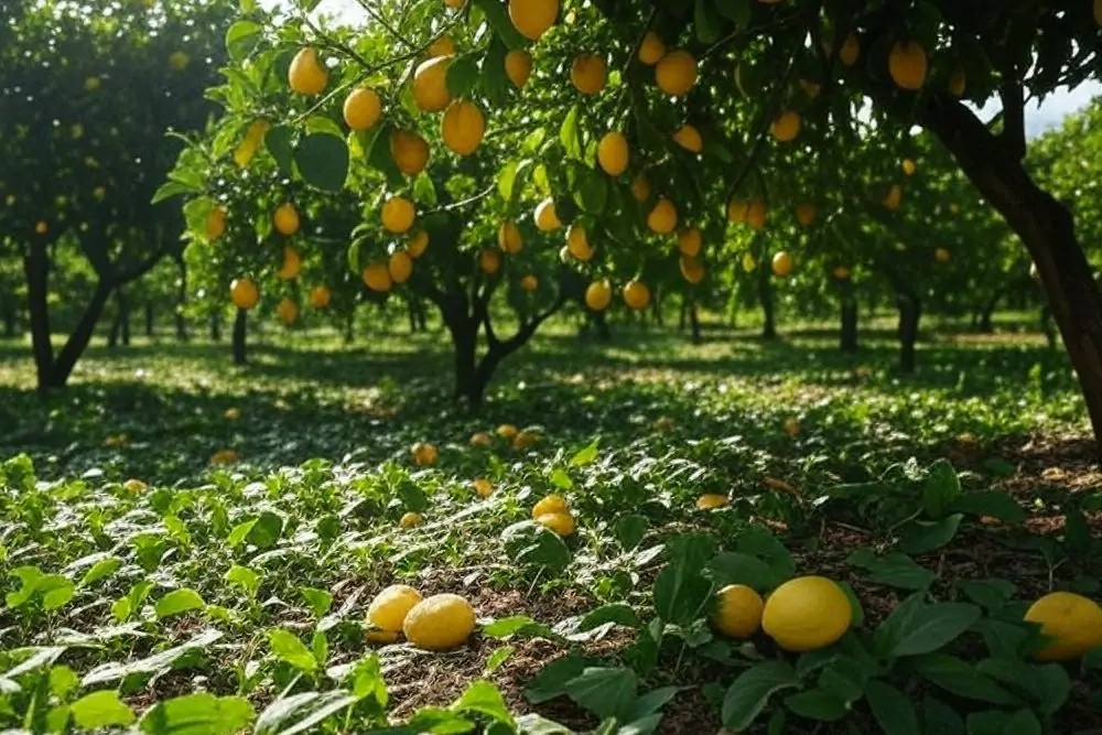 皇室密藏！檸檬精油背後的千年長壽秘方大公開！