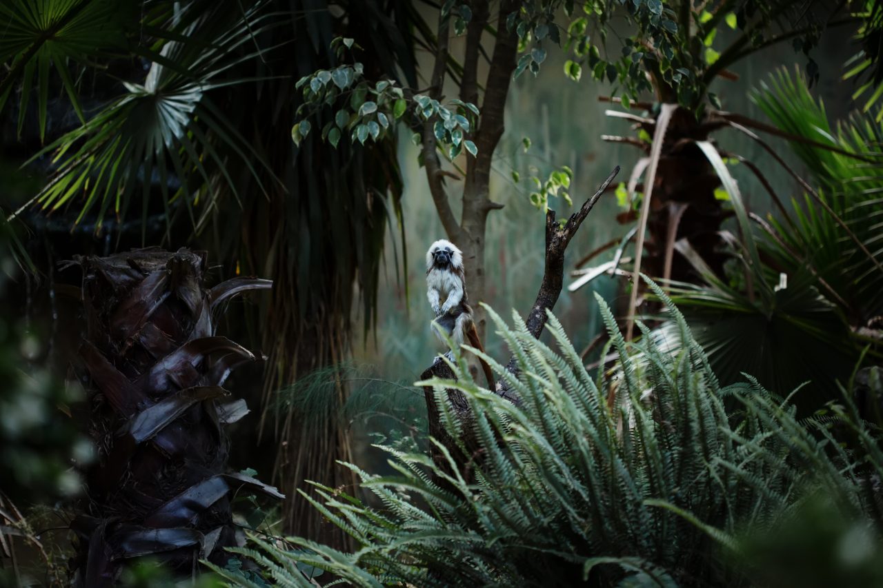 為什麼我們的靈魂需要自然界的神聖脈動