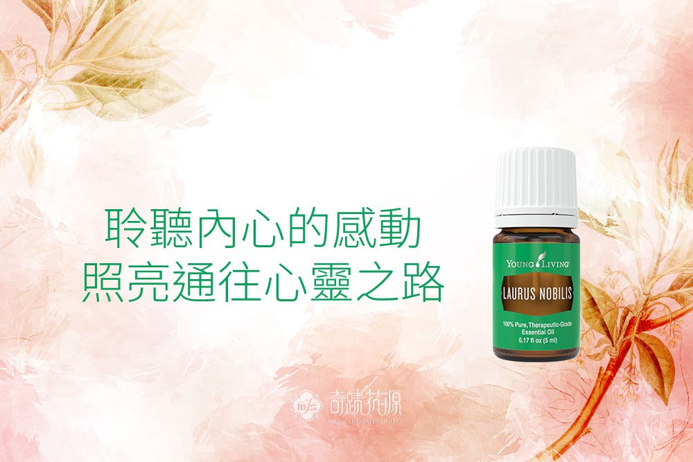 月桂精油 Laurus Nobilis 熱愛和平的心靈守護者