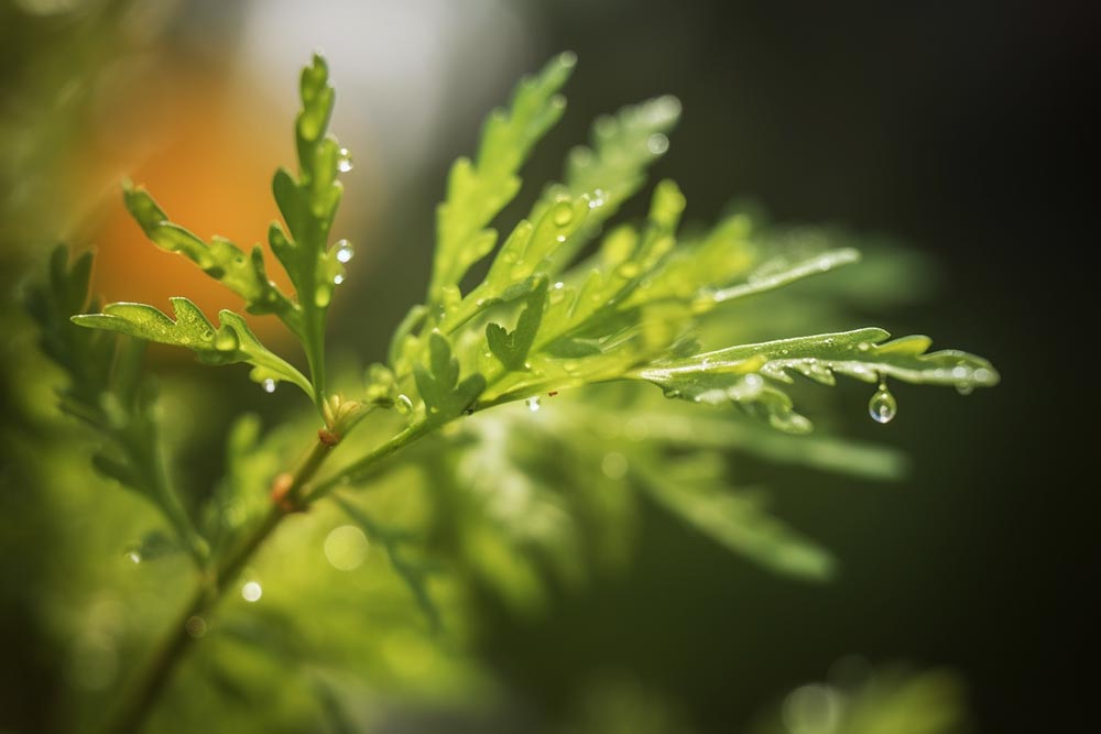 舞動的靈魂之火：印度香茅精油喚醒內在之光
